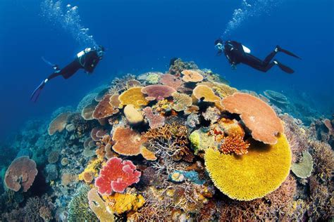 Gran Barrera De Coral De Australia La Belleza Submarina