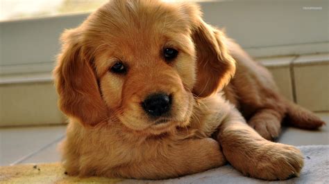 Can we get the family to 130k? Cute Golden Retriever Puppies Wallpaper (56+ images)