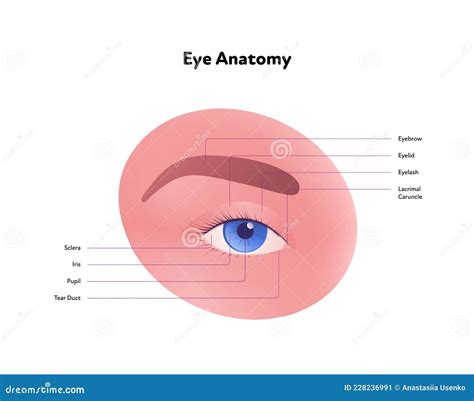 Human Eye Anatomy And Vision Medical Infographic Chart Vector
