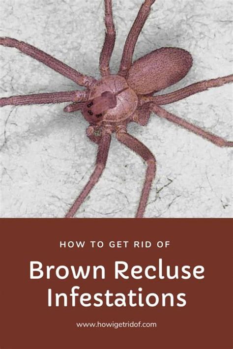 How To Get Rid Of Brown Recluse Infestations How I Get Rid Of