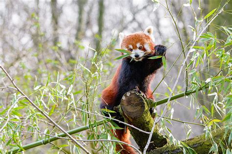 Red Panda Branches Bamboo Hd Wallpaper Peakpx