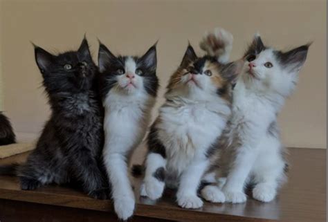 Norwegian Forest Cat Cats For Sale Felder Avenue Al 329410