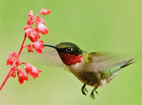 Ruby Throat Hummingbird Flowers That Attract Hummingbirds How To