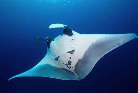 Manta Rays Information About Mantas And Where To Dive With Mantas In