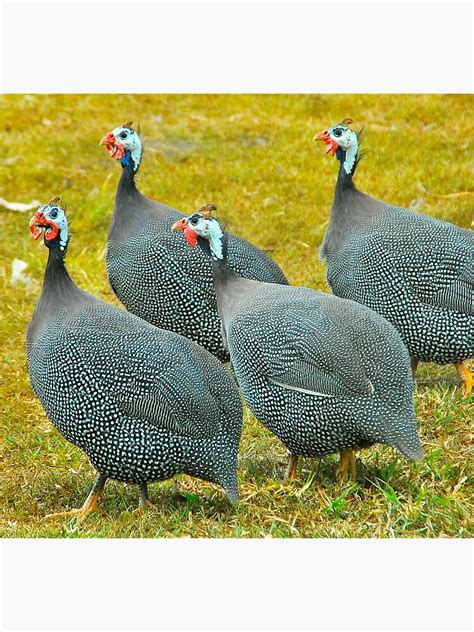 Guinea fowl are birds within the order of galliformes, which also includes such birds as turkey, grouse, chickens, quail and pheasant, along with a few others. "A Gaggle of Guinea Fowl" Canvas Print by Stumpyspencer ...