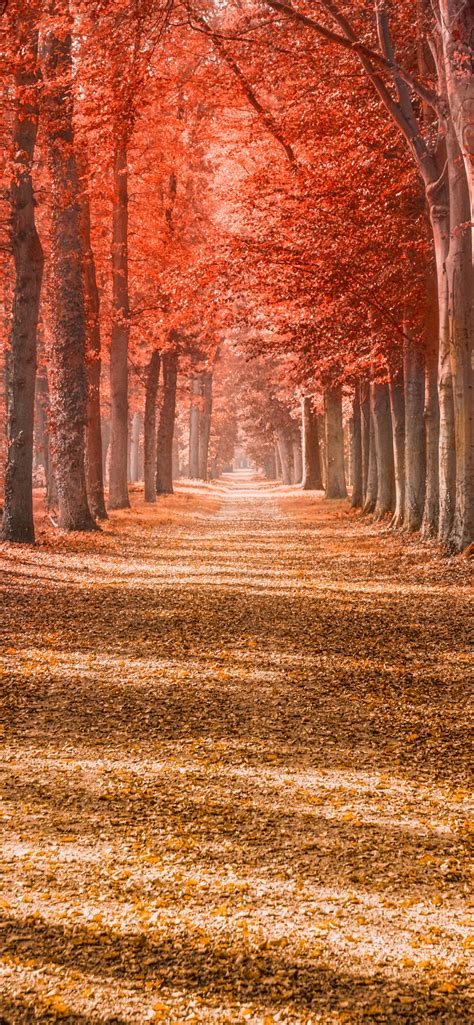 Autumn Trees Wallpaper 4k Forest Path Trunks Woods Autumn Leaves