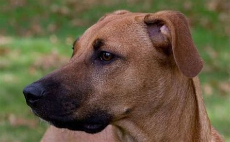 Black Mouth Cur Dog Breed What You Need To Know Black Mouth Cur