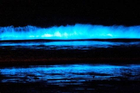 Bioluminescent Waves In San Diego California Caused By An Algae That