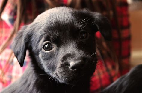 Whether you're interested in taking home a puppy, kitten or i live in florida and was in georgia on vacation and had some spare time and thought i would stop in just to give me something to do. Black Labrador Puppies For Sale | Colne, Lancashire ...