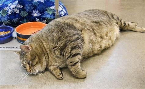 Worlds Fattest Cat