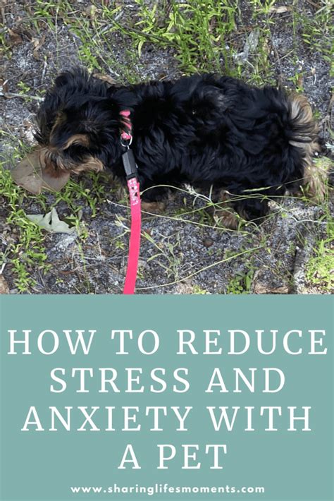 How To Reduce Stress And Anxiety With A Pet Sharing Lifes Moments
