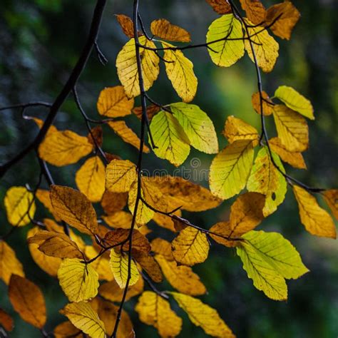 Yellow Autumn Leaves Stock Image Image Of Leafy Yellow 36290707