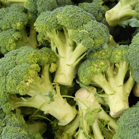 Broccoli Seeds Vegetable Seeds040 Mays Garden Seed