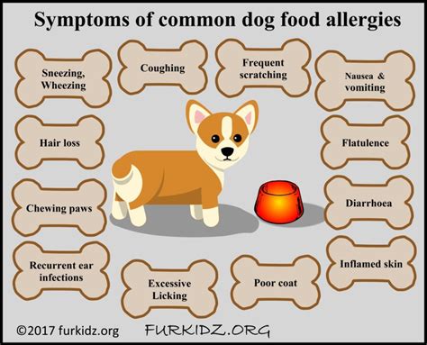 Some dogs with food allergies also develop ear infections that respond to treatment but then redevelop after the treatment has ended. Common Dog Food Allergies
