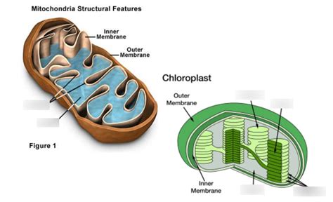 Chloroplast And Mitochondrion Hot Sex Picture