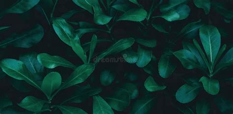 Tropical Leaves Abstract Green Leaves Textur Stock Photo Image Of