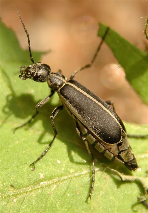6 Beetle Type Bugs In Biological Science Picture Directory Pulpbits