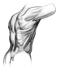 Reference guide for drawing male muscles. How to Draw Lower Back Muscles - Form | Proko