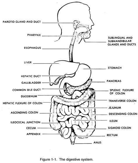 14 Printable Blank Outline Diagram Of The Digestive System 