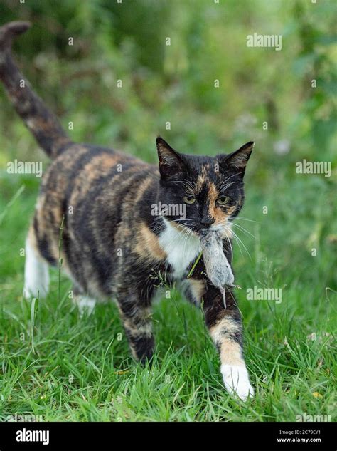 Cat With Caught Mouse Outdoors Hi Res Stock Photography And Images Alamy