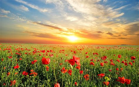 2k Free Download Flower Field Red Sun High Definition Bonito