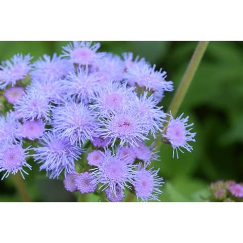 Mist Flower Purple Plant Blossom Close Bloom Pink 20 Inch By 30 Inch