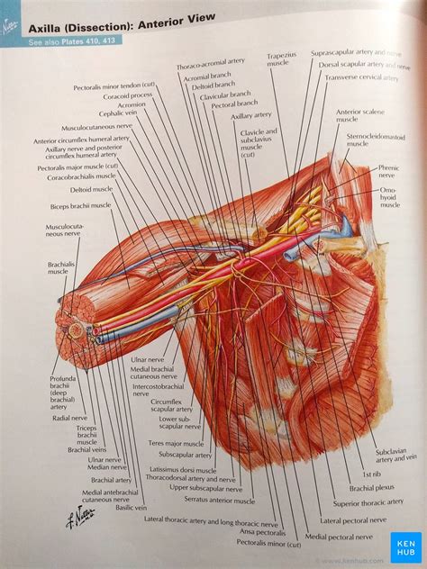 Netter Atlas Of Anatomy