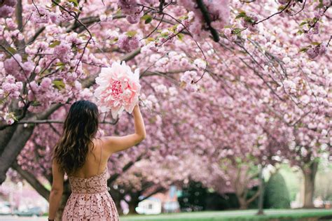 How To Enjoy The National Cherry Blossom Festival This Year Dc News