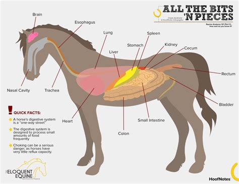 The Basics Of The Equine Digestive System Horses Horse Anatomy