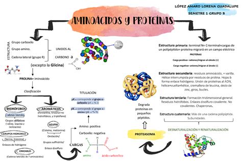 Aminoácidos Y Proteínas Mapa Mental Bioquímica Unoesc Studocu