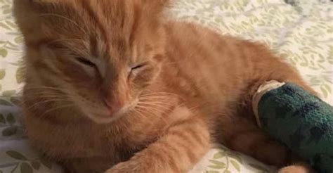 Feral Mama Cat Takes Her Injured Kitten To Couple For Help We Love