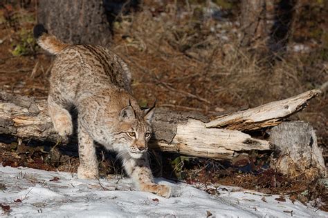 Siberian Lynx Stalking Photograph By David Garcia Costas Pixels