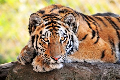 Majestic Bengal Tiger HD Desktop Wallpaper By CelestialCanvas