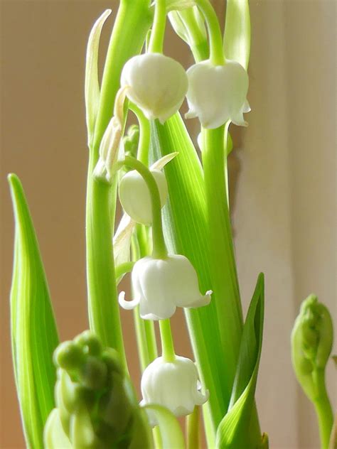 How To Have Fragrant Lily Of The Valley In The Middle Of The Winter