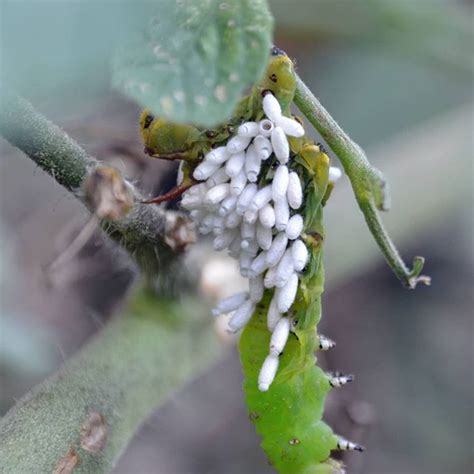 Tomato worm eaten by parasitic wasp larvae. Parasitic Wasp on Tomato Hornworm in 2020 | Tomato ...