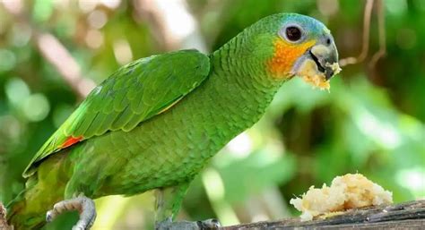 10 Amazing Amazon Parrot Species What You Need To Know Birds Coach