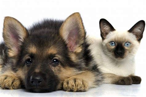 Can German Shepherds And Cats Be Besties Step By Step