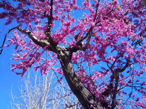Questi alberi con bellissimi fiori riempiono il paesaggio di colore, mostrando il loro magnifico colore. Soller Valley: Árbol del amor...Cercis Siliquastrum...the Judas tree