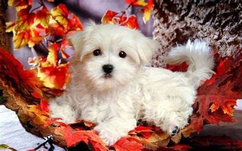 Beautiful Cute Puppies Wallpapers ~ Free Hd Desktop Wallpapers Download