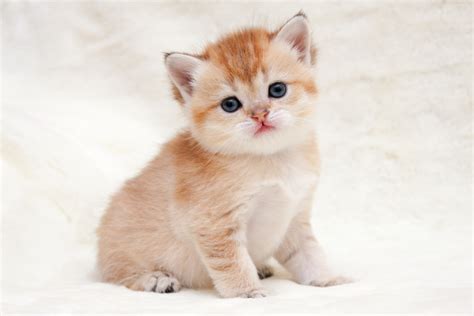 We offer kittens for sale and adoption. A Quick Guide To Golden British Shorthairs | CatSmart ...