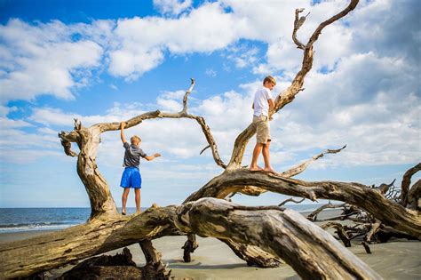 Driftwood Beach Jekyll Island Georgia Vacation Conservation And