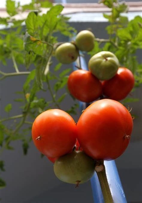 Genetically Engineered Tomato Mimics Good Cholesterol Los Angeles Times
