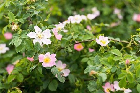Growing Wild Roses How To Grow Wild Rose Plants Planting Roses Wild