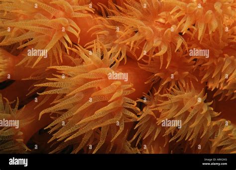 Close Up Of Orange Cup Corals Balanophyllia Elegans Underwater Stock