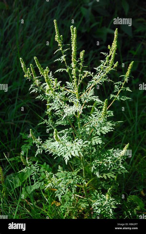 Common Ragweed Annual Ragweed Low Ragweed Beifußblättrige