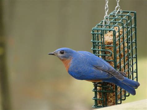 20 Beautiful Pictures Of Bluebirds Birds And Blooms Blue Bird