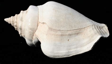Louisville Fossils And Beyond Strombus Fighting Conch Fossil