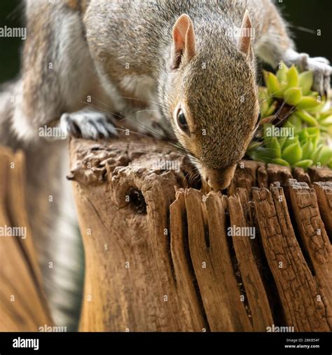 A Grey Squirrel Eating Peanuts In A Garden In York North Yorkshire