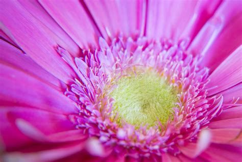 Gerbera Flower Stock Photo Image Of Plant Fresh Color 89401530