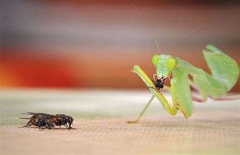 How To Take Care Of A Pet Praying Mantis Care Sheet And Guide 2021
